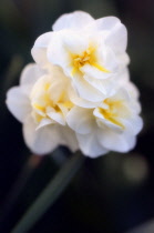 Daffodil, Narcissus.