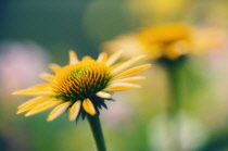 Echinacea, Purple coneflower, Echinacea paradoxa.