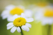 Feverfew, Tanacetum parthenium.