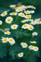 Feverfew, Tanacetum parthenium.