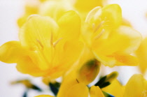 Freesia.