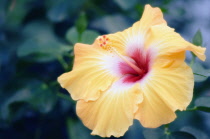 Hibiscus, Hibiscus syriacus.