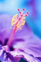 Hibiscus, Hibiscus syriacus.