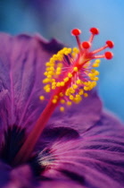 Hibiscus, Hibiscus syriacus.