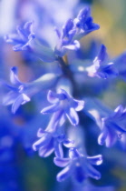 Hyacinth, Hyacinthus orientalis.