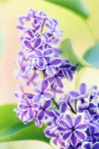 Lilac, Syringa.