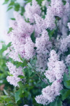 Lilac, Syringa.