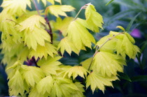 Japanese Maple, Acer japonicum.