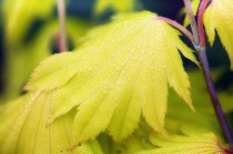 Japanese Maple, Acer japonicum.