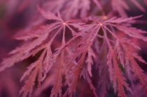 Japanese Maple, Acer palmatum dissectum atropurpureum.