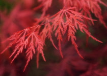 Japanese Maple, Acer palmatum dissectum atropurpureum.