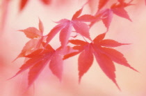 Japanese Maple, Acer palmatum.