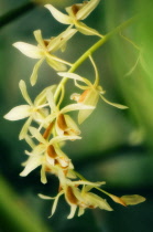 Orchid, Coelogyne trinervis.