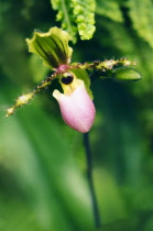 Orchid, Lady's slipper orchid, Paphiopedilum 'Victoria-regina'.