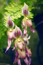 Orchid, Lady's slipper orchid, Paphiopedilum 'Herbert Fouraker'.