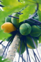 Papaya, Carica papaya.