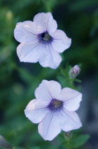 Petunia, Petunia grandiflora.