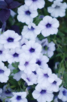 Petunia, Petunia grandiflora.