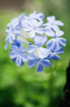 Plumbago, Plumbago auriculata.