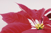 Poinsettia, Euphorbia pulcherrima.