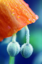 Poppy, Papaver nudicaule, Icelandic poppy, Papaver croceum.