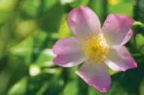 Rose, Wild rose, Dog rose, Rosa.