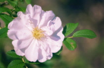 Rose, Wild rose, Dog rose, Rosa.