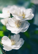 Rose, Wild rose, Dog rose, Rosa.