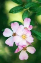 Rose, Wild rose, Dog rose, Rosa.