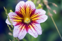 Velvettrumpetflower, Salpiglossis sinuata.