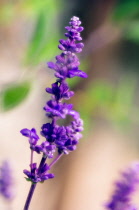 Sage, Mealy sage, Salvia farinacea.