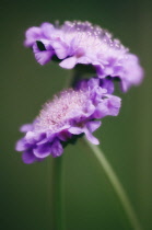 Scabious, Scabiosa columbaria.