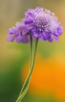 Scabious, Scabiosa columbaria.