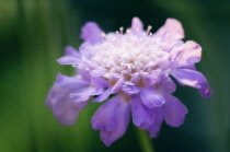 Scabious, Scabiosa columbaria.