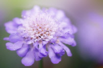 Scabious, Scabiosa columbaria.