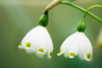 Snowflake, Leucojum.