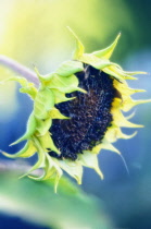 Sunflower, Helianthus annuus.