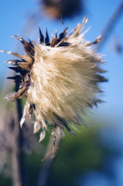 Cardoon, Cynara cardunculus.