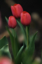 Tulip, Tulipa.