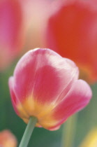 Tulip, Tulipa.