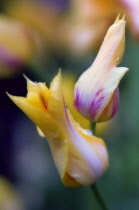 Tulip, Tulipa.