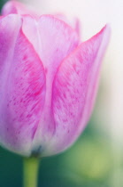 Tulip, Tulipa.