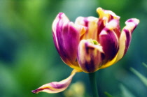 Tulip, Tulipa.