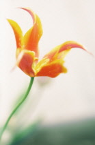 Tulip, Tulipa.