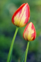 Tulip, Tulipa.