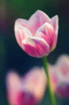 Tulip, Tulipa.