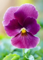 Pansy, Viola wittrockiana.