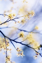 Witch Hazel, Hamamelis intermedia.