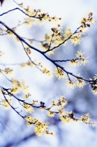 Witch Hazel, Hamamelis intermedia.