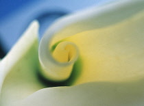 Lily, Arum lily, Calla lily, Zantedeschia.